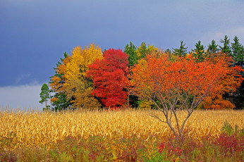 Картинка природа лес осень облака деревья небо поле