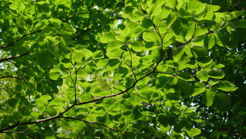 Картинка природа листья ветви деревья лето