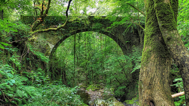 Обои картинки фото природа, лес, арка, мост, заросли