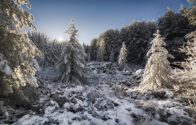 Обои картинки фото природа, зима, лучи, снег, солнце, елки, лес