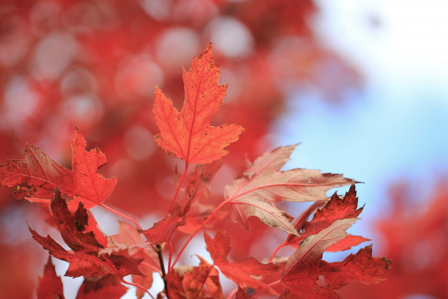 Обои картинки фото природа, листья, осень, макро