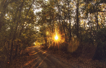 Картинка природа дороги лес закат солнце
