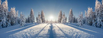 Картинка природа зима снег елка снежинки лес