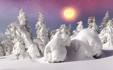 Картинка природа зима winter snow nature лес елка снег солнце