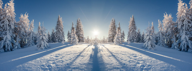 Обои картинки фото природа, зима, снег, елка, снежинки, лес