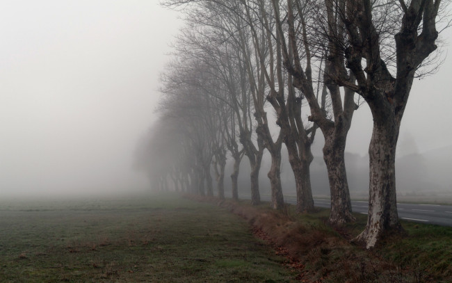 Обои картинки фото природа, деревья, дорога, утро, туман