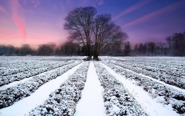 Обои картинки фото природа, поля, зима, деревья, облака, закат, небо, снег, поле, ряды