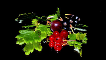 Картинка еда фрукты +ягоды смородина крыжовник