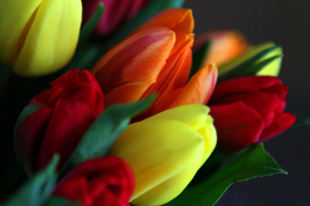 Картинка цветы тюльпаны разноцветные букет