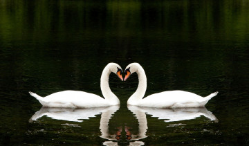 Картинка животные лебеди пара белые озеро