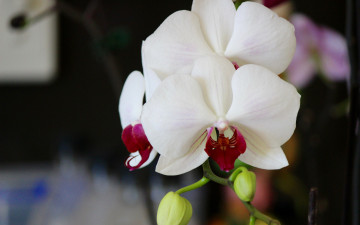 обоя цветы, орхидеи, экзотика