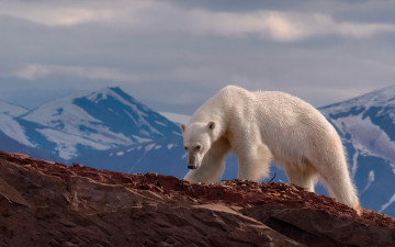 Картинка животные медведи пейзаж скалы природа горы камни белый медведь