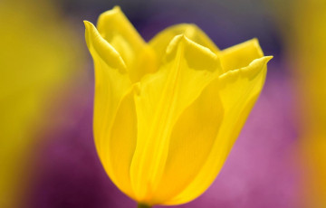 Картинка цветы тюльпаны желтый тюльпан