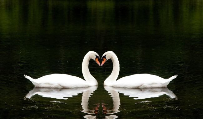 Обои картинки фото животные, лебеди, пара, белые, озеро