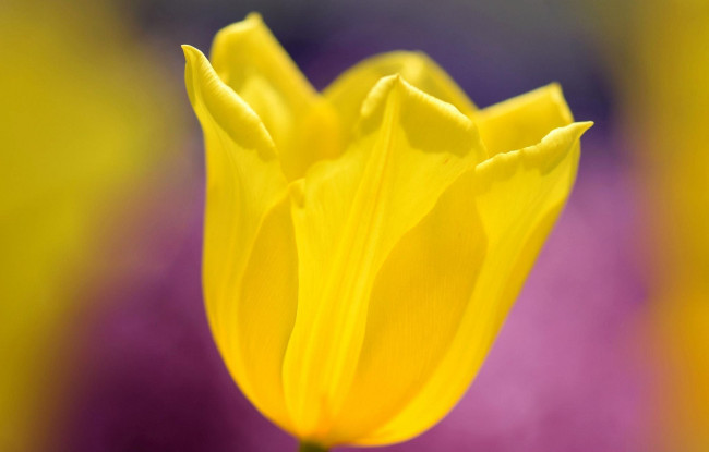 Обои картинки фото цветы, тюльпаны, желтый, тюльпан