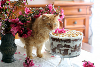 Картинка животные коты цветы кот десерт