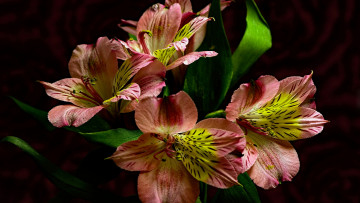 Картинка цветы альстромерия пестрый