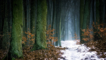 Картинка природа лес беловежская пуща польша