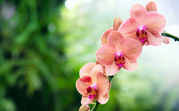 обоя цветы, орхидеи, розовый