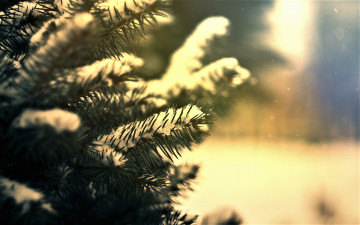 Картинка природа деревья ёлка снег
