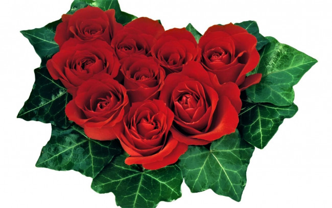 Обои картинки фото цветы, розы, красные, плющ