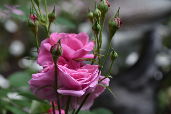 обоя цветы, розы, розовые, бутоны