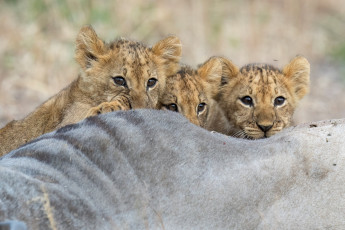 Картинка животные львы львята малыши детки взгляд