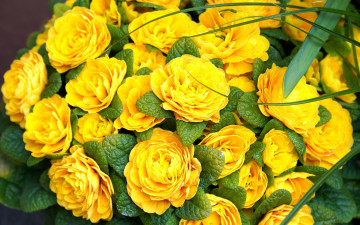 Картинка цветы примулы желтая примула первоцвет