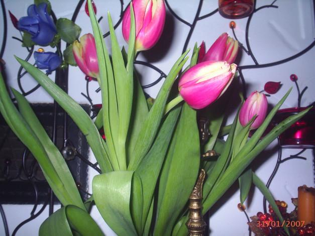 Обои картинки фото тюльпаны, цветы