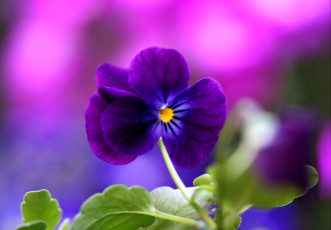 Картинка цветы анютины глазки садовые фиалки фиолетовый виола