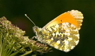 Картинка животные бабочки макро крылья