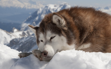 Картинка животные собаки снег зима собака хаски