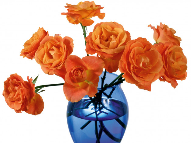 Обои картинки фото цветы, розы, оранжевые, синяя, ваза