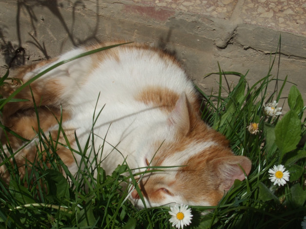 Обои картинки фото животные, коты, трава, цветы, кот