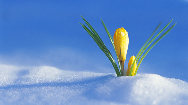 Обои картинки фото цветы, крокусы, желтый, крокус, снег