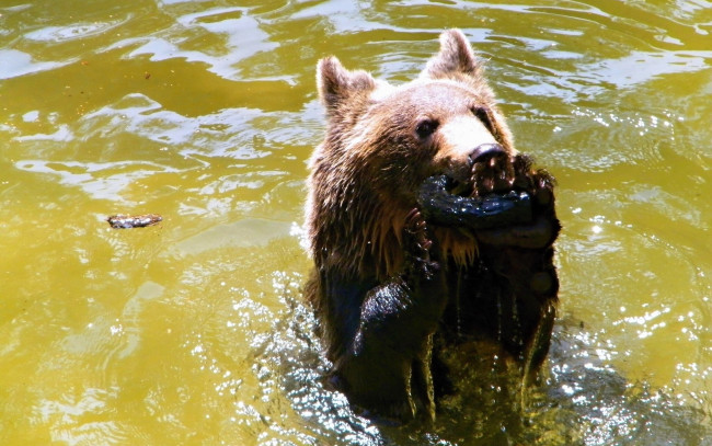 Обои картинки фото животные, медведи, вода, медведь