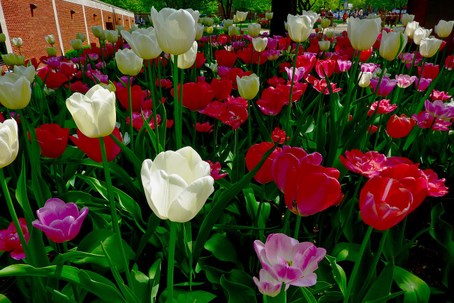 Обои картинки фото цветы, тюльпаны, краснве