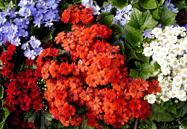 Обои картинки фото цветы, цинерария, белый, красный, синий