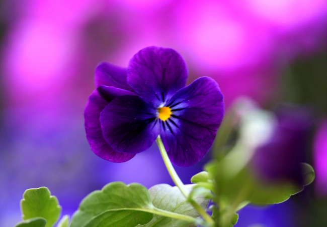 Обои картинки фото цветы, анютины, глазки, садовые, фиалки, фиолетовый, виола