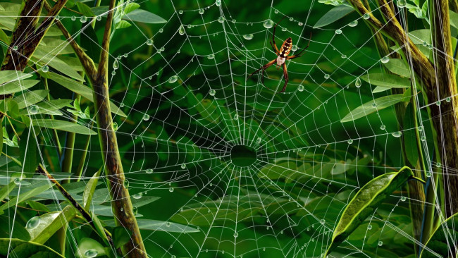 Обои картинки фото рисованные, животные,  насекомые, паук, капли, зелень, стебли, листья, паутина, роса