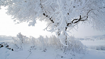 Картинка природа зима снег иней дерево
