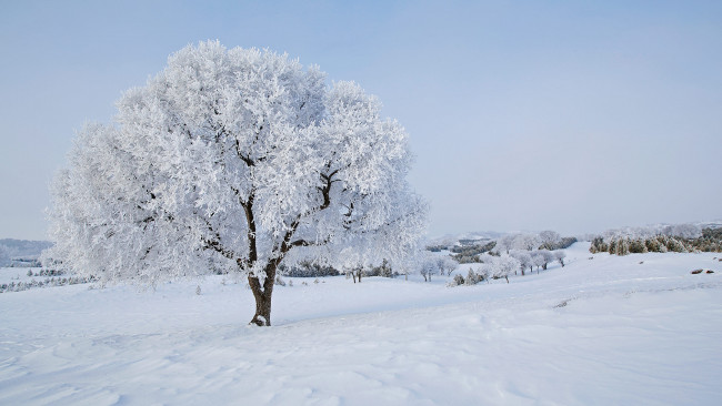 Обои картинки фото природа, зима, дерево, иней, снег