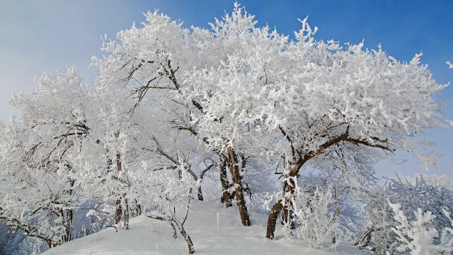 Обои картинки фото природа, зима, иней, дерево, снег