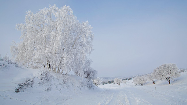 Обои картинки фото природа, зима, снег, иней, дерево