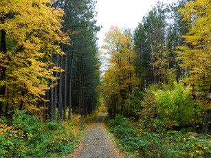 Картинка природа дороги осень дорожка лес