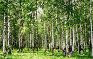 Картинка природа лес берёзовая роща лето берёза деревья