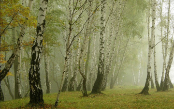 Картинка природа лес деревья берёзовая роща лето берёза