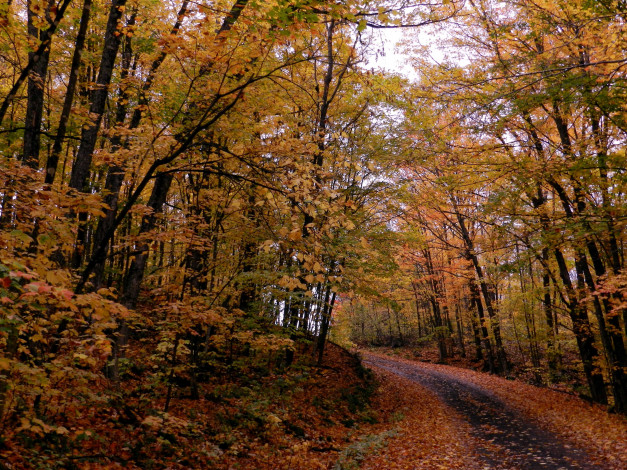 Обои картинки фото природа, дороги, дорога, лес, листопад, осень