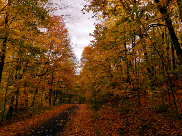 Обои картинки фото природа, дороги, осень, деревья, лес, листопад