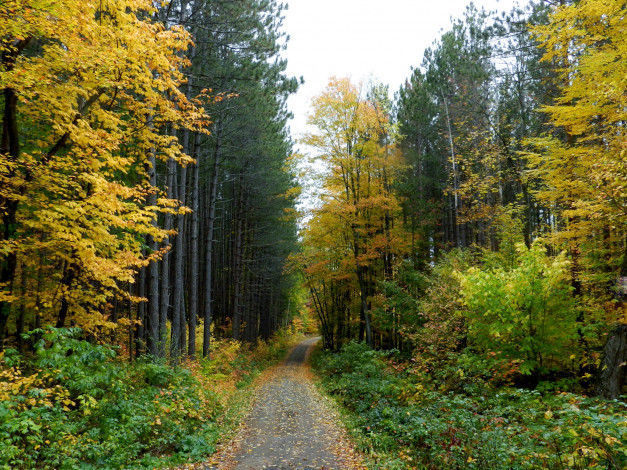 Обои картинки фото природа, дороги, осень, дорожка, лес